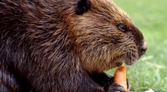 Beaver (foto): constructor de baraj neobosit